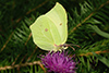 Gonepteryx rhamni